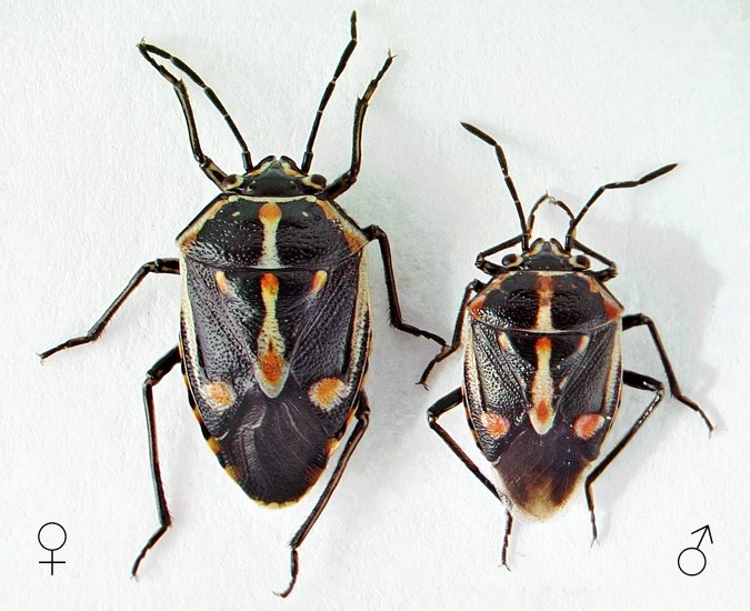 Adults Bagrada hilaris (painted bug); adult male and female. Museum set-specimens. USA.