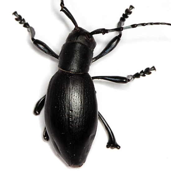 Adult Moneilema semipunctatum (cactus borer beetle); adult beetle. Garden Canyon between Sawmill and Shelite Canyons, Ft Huachuca, Sierra Vista, Huachuca Mountains, Cochise County, Arizona, USA. July 25, 2013.