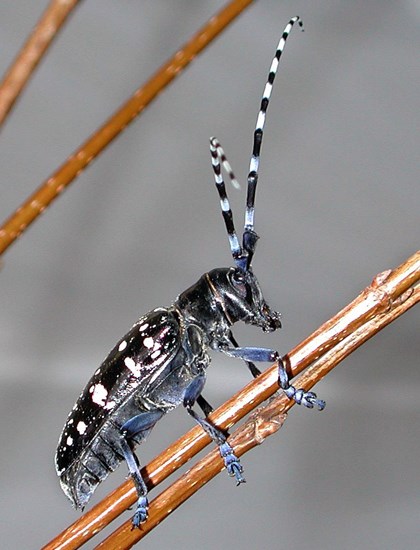 Adult Anoplophora glabripennis (Asian longhorned beetle); adult female, lateral view. US Forest Service Quarantine Facility, Connecticut, USA.