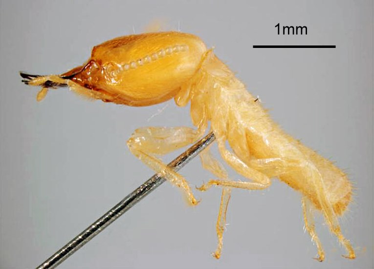Soldier Coptotermes formosanus (Formosan subterranean termite); soldier, lateral view. Honolulu, Hawaii, USA. May, 1995.