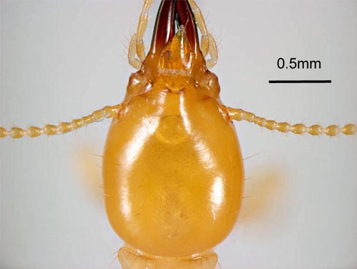 Head Coptotermes formosanus (Formosan subterranean termite); head of soldier, dorsal view. Honolulu, Hawaii, USA. May, 1995.