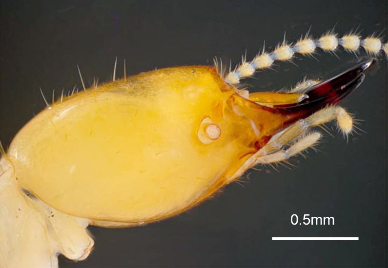 Head Coptotermes formosanus (Formosan subterranean termite); head of soldier, lateral view. Honolulu, Hawaii, USA. May, 1995.