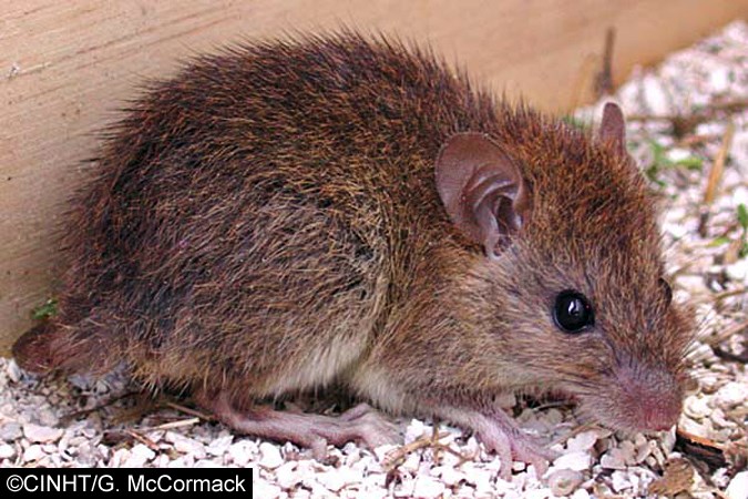 Adult Rattus exulans (Pacific rat); adult, captive specimen.