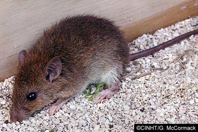 Adult Rattus exulans (Pacific rat); adult, captive specimen.