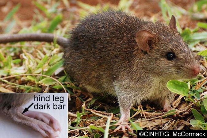 Adult Rattus exulans (Pacific rat); adult, wild specimen. Note the charteristic marking on the hind legs.