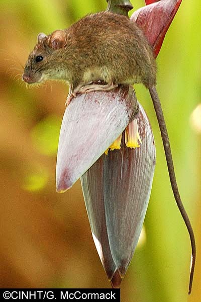Adult Rattus exulans (Pacific rat); adult, wild specimen on a banana flower.