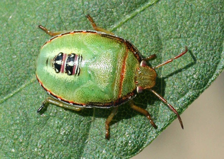 Nymph Piezodorus guildinii (red-banded stink bug); late instar nymph (note developing wing buds). USA.