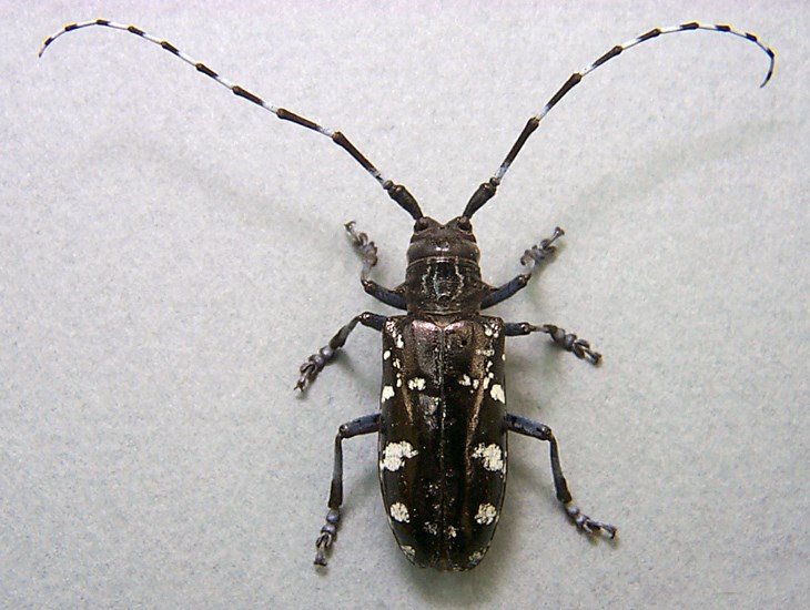 Adult Anoplophora glabripennis (Asian longhorned beetle); adult.