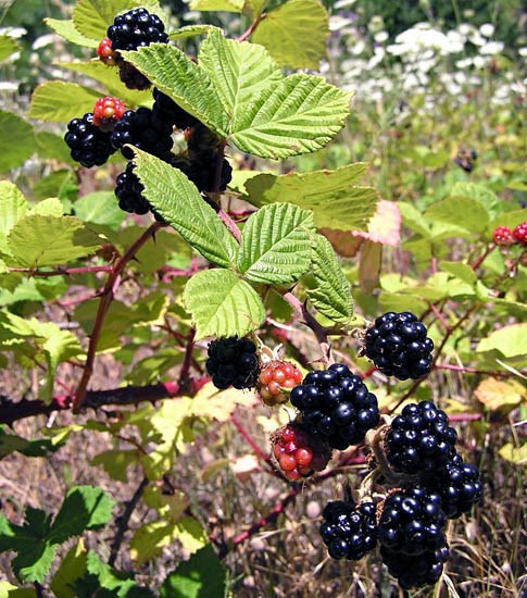 Fruits and foliage Rubus armeniacus (Himalayan blackberry); fruits and foliage. Oregon, USA. July, 2004.