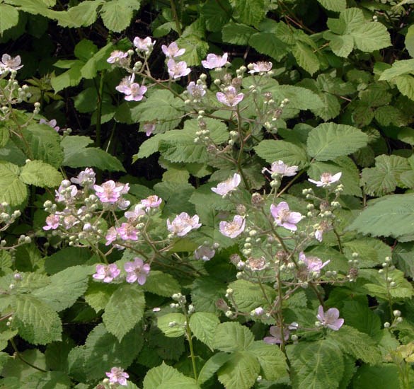 Flowers and foliage Rubus armeniacus (Himalayan blackberry); flowers and foliage. Oregon, USA. June, 2005.