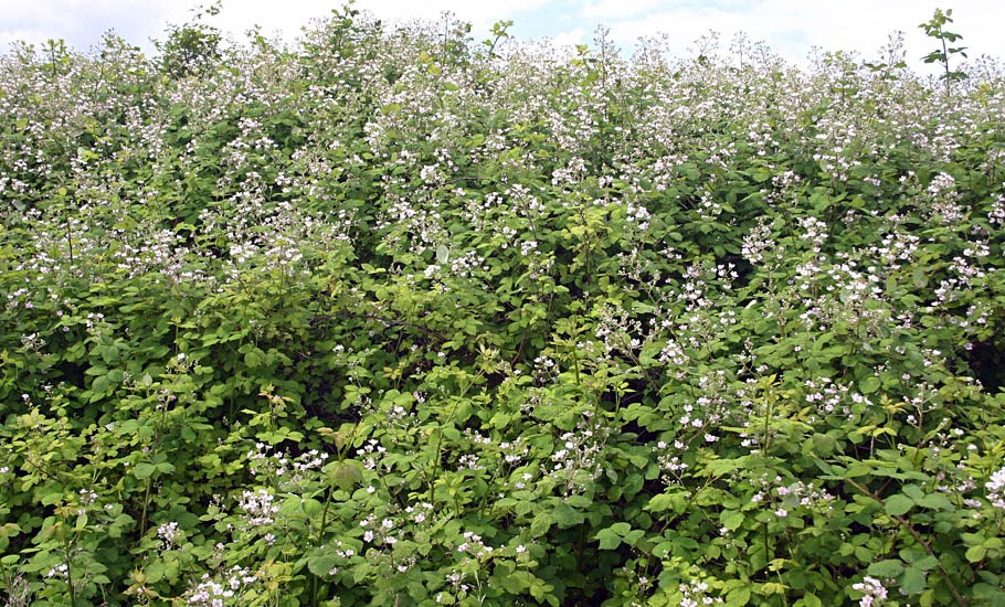 Infestation Rubus armeniacus (Himalayan blackberry); infestation, showing flowers and foliage. Oregon, USA.