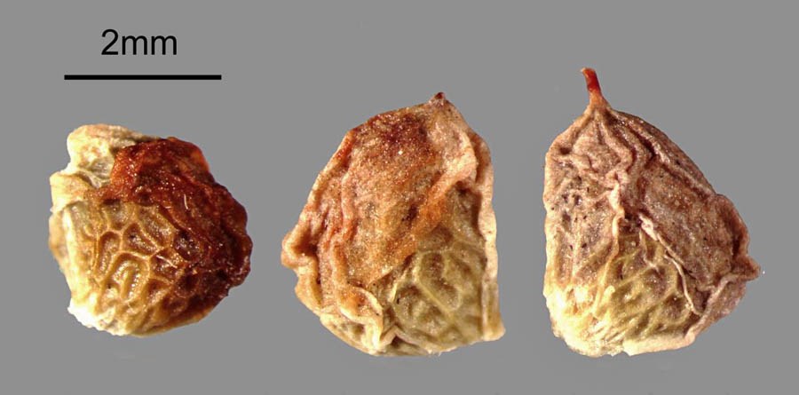 Seeds Rubus armeniacus (Himalayan blackberry); seeds from fruits. Note scale. USA.