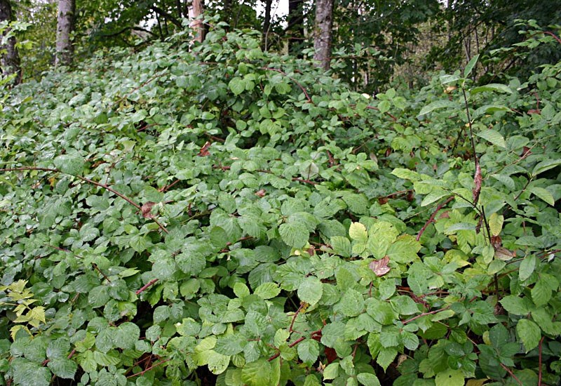 Infestation Rubus armeniacus (Himalayan blackberry); infestation. USA.