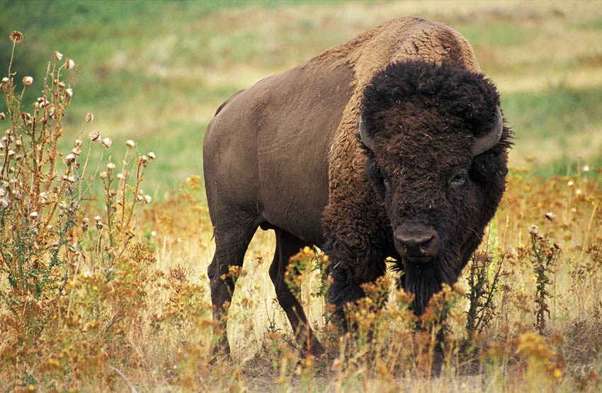 Adult Bos bison (American bison); bull, on American plains. USA.
