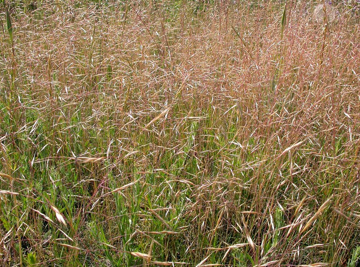 Invasive habit Ventenata dubia (North Africa grass); invasive habit. This species forms dense stands, much like other annual colonizing grass species. Bozeman, Montana, USA. July, 2008.