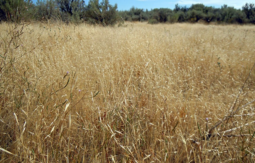 Invasive habit Ventenata dubia (North Africa grass); invasive habit, colonising disturbed sites in open dry areas. The long, naked, staight and wiry inflorescences branches diverging at right angles are distinguishing characteristics of the species. USA. September, 2011.