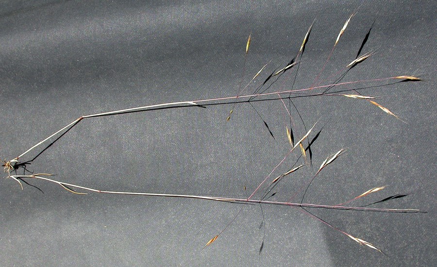 Pulled plant Ventenata dubia (North Africa grass); pulled plant. The long branches are stiff and wiry and mostly devoid of spikelets, which renders one of the common names 'wiregrass'. Bozeman, Montana, USA. July, 2008.