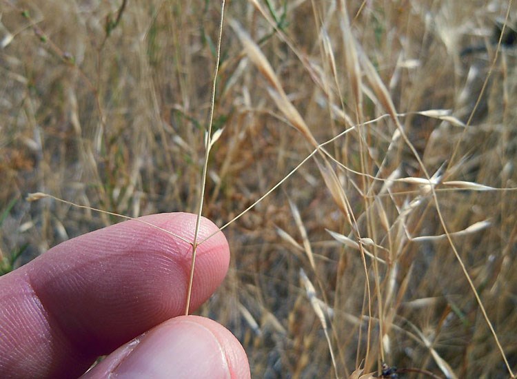 Inflorescence branches Ventenata dubia (North Africa grass); Vententata colonizes disturbed sites in open dry areas. The long, naked, straight and wiry inflorescence branches diverging at right angles are distinguishing. Nr. Boise, Idaho. September, 2011.