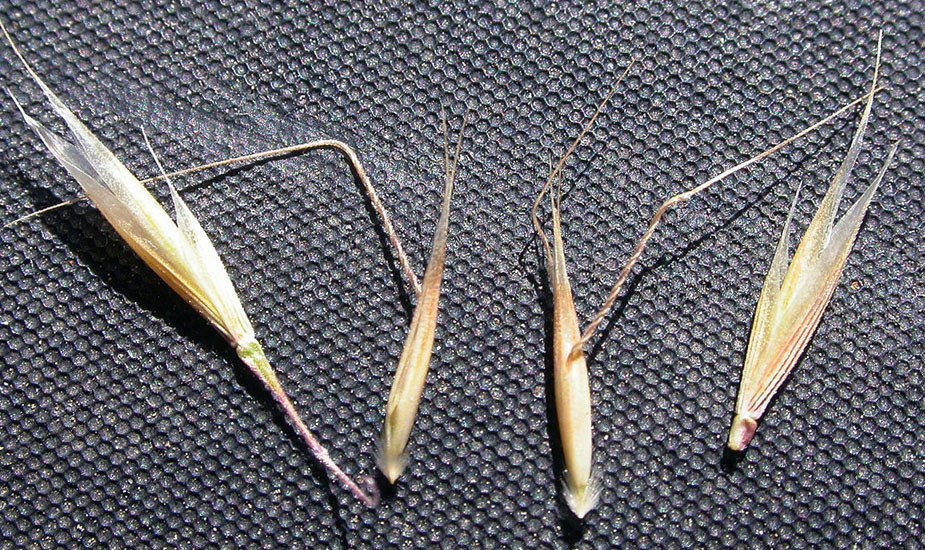 Glumes Ventenata dubia (North Africa grass); seeds. The distinctly ribbed glumes and two florets per spikelet, where the upper is long-awned and disarticulates, are distinctive of this species. Bozeman, Montana, USA. September, 2008.