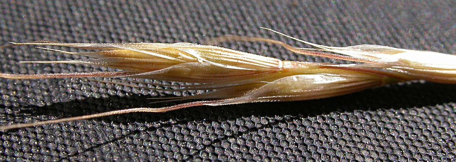 Glumes Ventenata dubia (North Africa grass); seeds. The distinctly ribbed glumes and two florets per spikelet, where the upper is long-awned and disarticulates, are distinctive of this species. Bozeman, Montana, USA. September, 2008.
