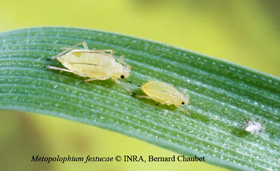 Nymphs Metopolophium festucae (fescue aphid); nymphs on leaf.