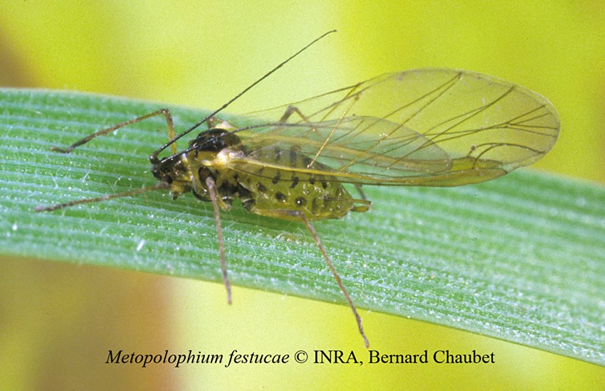 Adult Metopolophium festucae (fescue aphid); adult, alate, on leaf. Note appearance; yellowish green with dark bands on the abdomen.