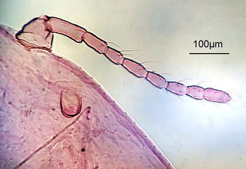 Antenna Phenacoccus solenopsis (cotton mealybug); antennae each 9 (rarely 8) segmented. Cerrarii numbering 18 pairs, each cerarius with 2 lanceolate spinose setae. On metafemur and metatibia showing translucent pore.