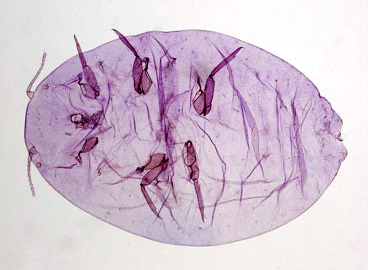 Adult female Phenacoccus solenopsis (cotton mealybug); live adult female has pale yellow body. Dorsum with a dark bar, spots on intersegmental areas of thorax and abdomen, with 18 pairs of lateral wax filament.