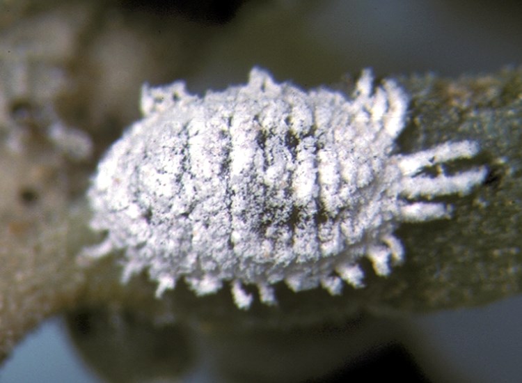 Adult Phenacoccus solenopsis (cotton mealybug); live adult on seepweed (Suaeda sp.). Brawley, California, USA. April, 1985.