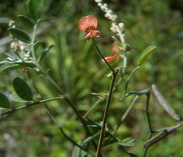 Flowering habit Indigofera trita subsp. scabra (Asian Indigo); flowering habit. Florida, USA.