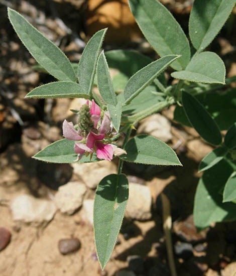 Flowers and leaves Indigofera trita (Asian indigo): flowers and leaves.