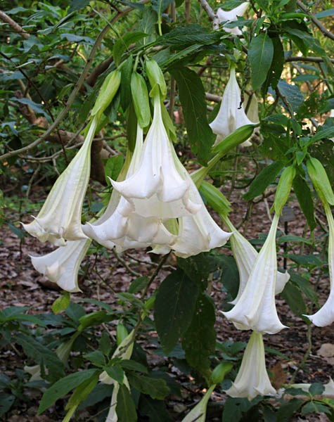 Habit Brugmansia suaveolens (white angel's trumpet); habit, cultivated. Fairchild Tropical Botanic Garden, Miami, Florida, USA. February, 2012.
