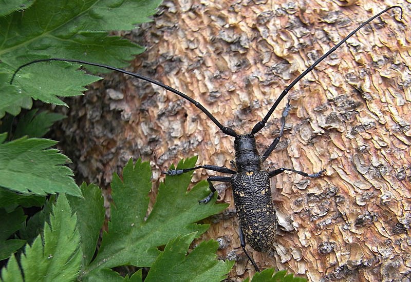 Adult Monochamus sutor (small white-marmorated longicorn); adult male. September, 2008. Austria.