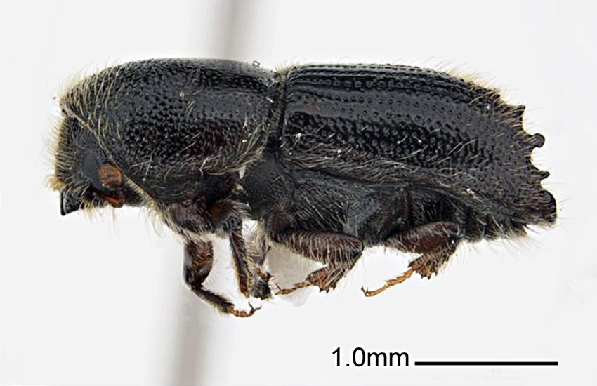 Adult Ips subelongatus (larch bark beetle); adult. Museum set specimen. Collecting location Russia, Primorskiy Krai.