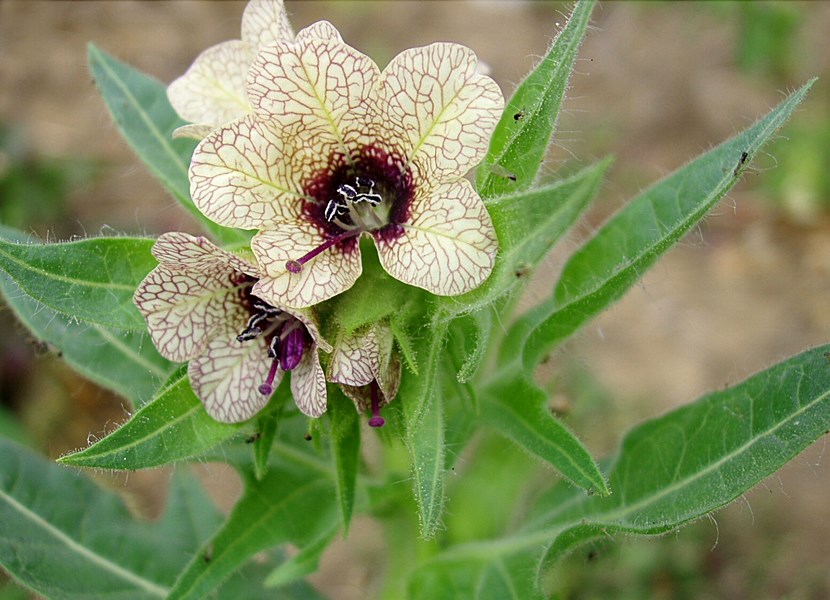 Flowers Hyoscyamus niger (black henbane); flowers. Czech Republic.