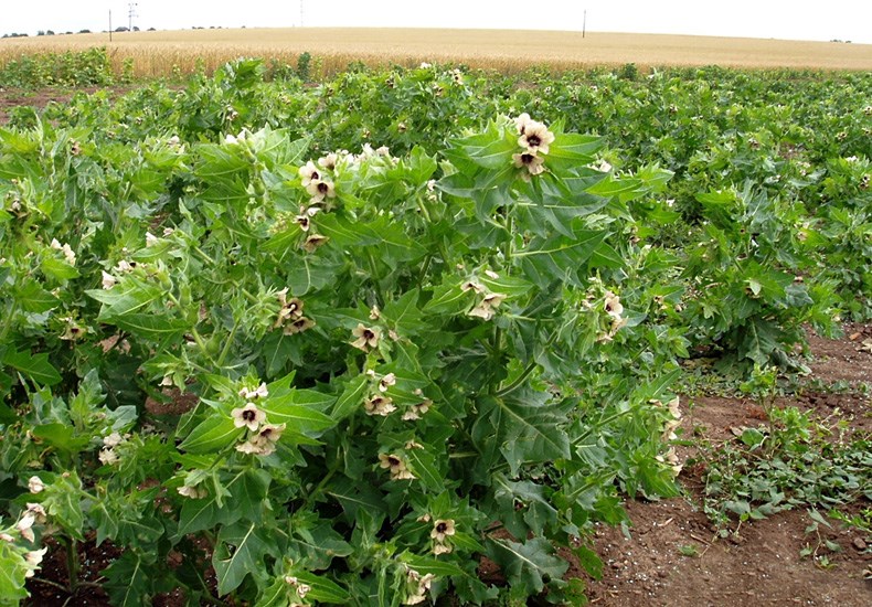 Habit Hyoscyamus niger (black henbane); flowering habit. Czech Republic.