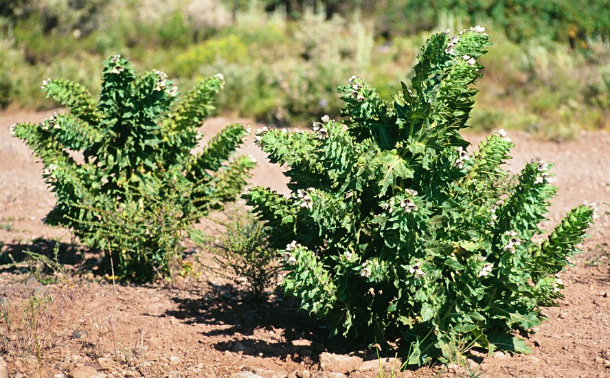 Habit Hyoscyamus niger (black henbane); flowering habit. USA.