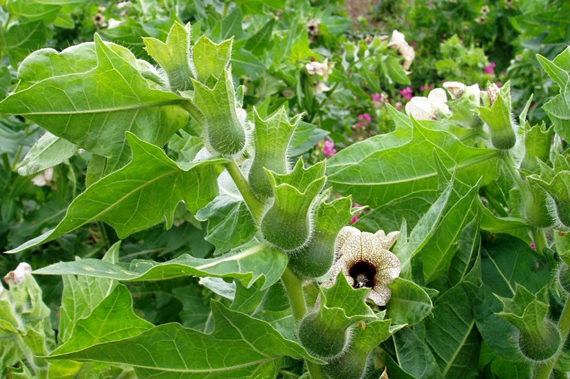 Foliage Hyoscyamus niger (black henbane); foliage, flowers and seed capsules. Czech Republic.