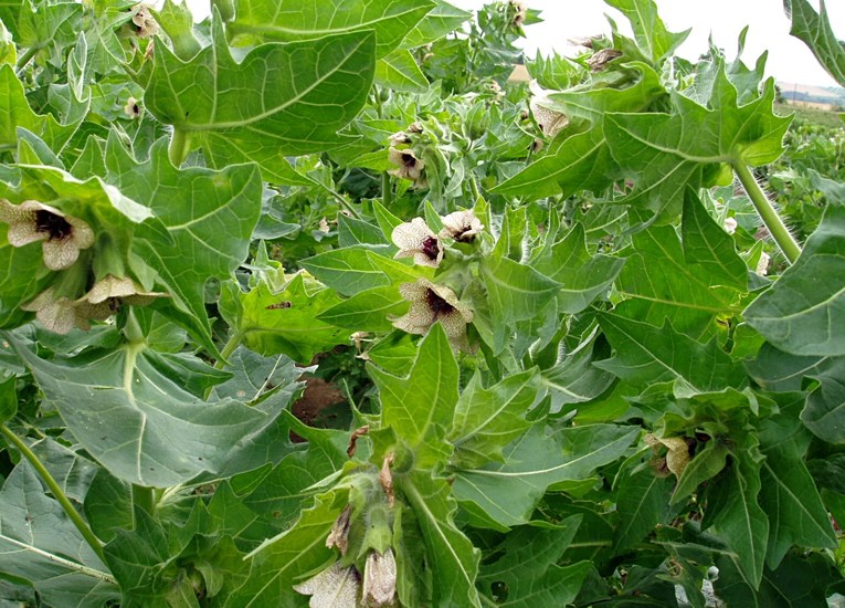 Foliage and flowers Hyoscyamus niger (black henbane); foliage and flowers. Czech Republic.