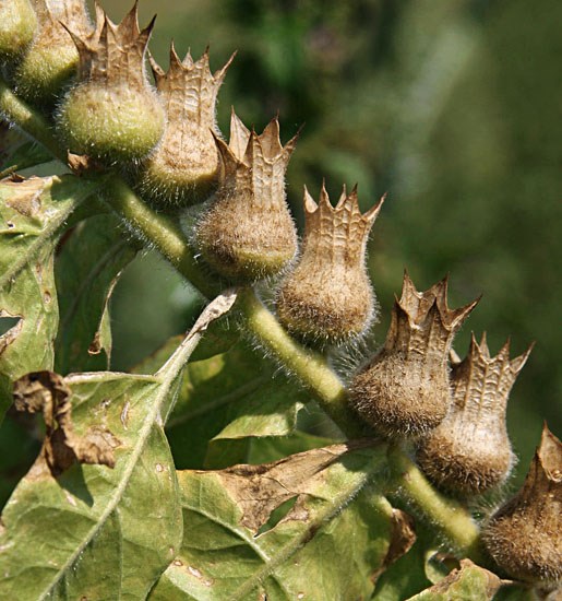 Seed capsules Hyoscyamus niger (black henbane); ripe seed capsules. Látó-hegy, Kunadacs, Hungary.