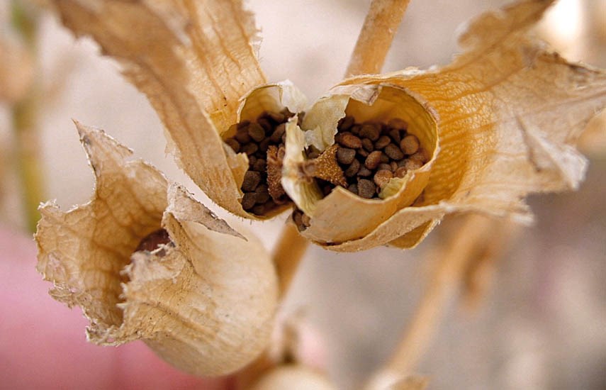 Seed capsules Hyoscyamus niger (black henbane); ripe seed capsules. Czech Republic.