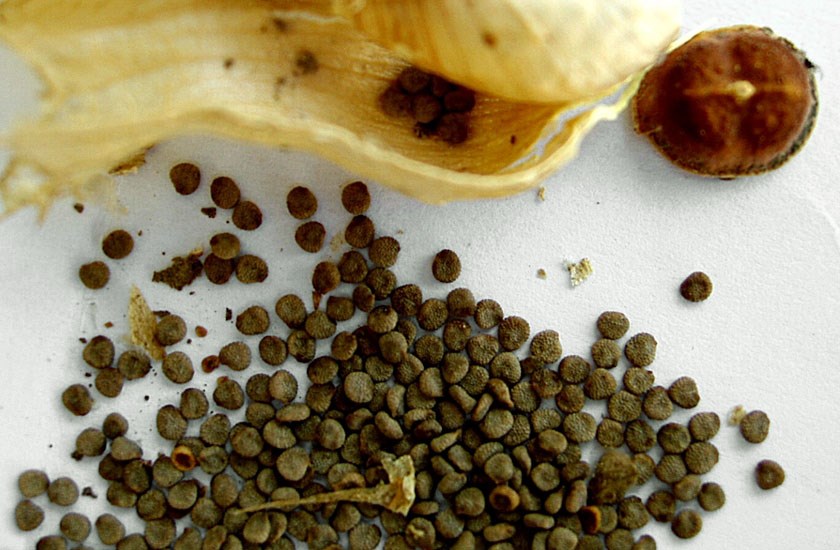 Seed capsule and seeds Hyoscyamus niger (black henbane); dissected seed capsule and seeds. Czech Republic.