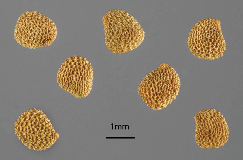 Seeds Hyoscyamus niger (black henbane); seeds. USA.