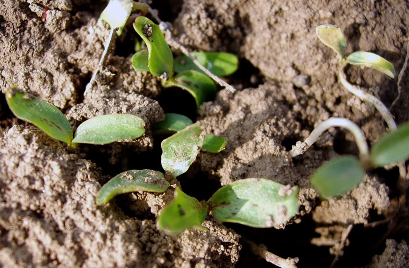 Seedlings Hyoscyamus niger (black henbane); seedlings. Czech Republic.