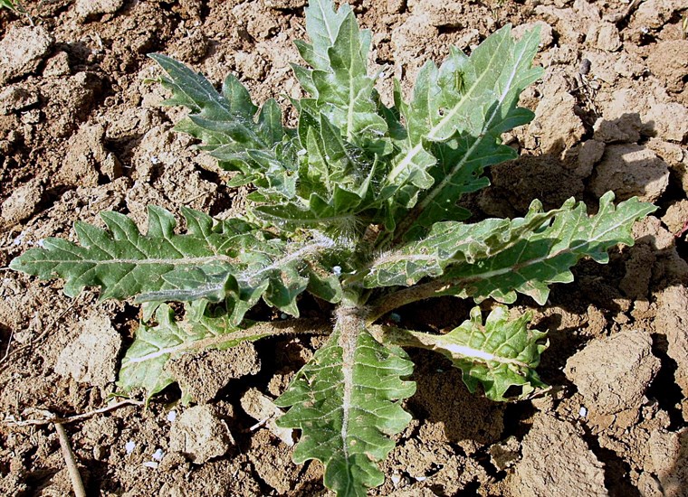 Young plant Hyoscyamus niger (black henbane); young plant. Czech Republic.