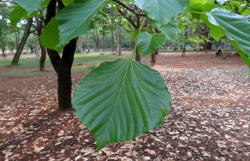 Leaf Reutealis trisperma (Philippine tung); leaf. Cubbon Park, Bangalore, India. May, 2014.