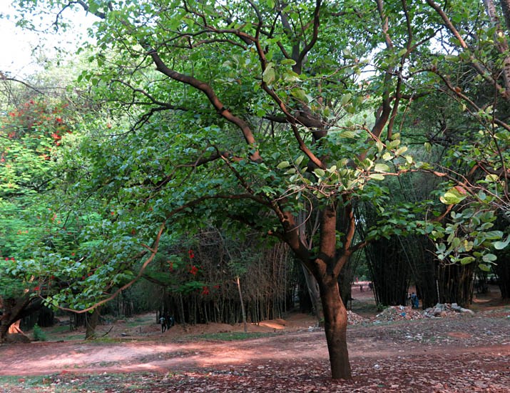 Habit Reutealis trisperma (Philippine tung); habit. Cubbon Park, Bangalore, India. May, 2014.