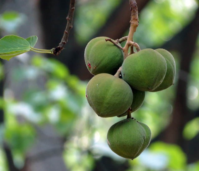 Fruit cluster Reutealis trisperma (Philippine tung); fruit cluster. Cubbon Park, Bangalore, India. May, 2014.