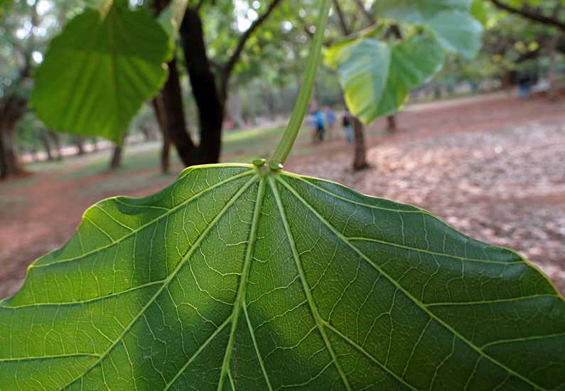 Leaf Reutealis trisperma (Philippine tung); close view of leaf. Cubbon Park, Bangalore, India. May, 2014.