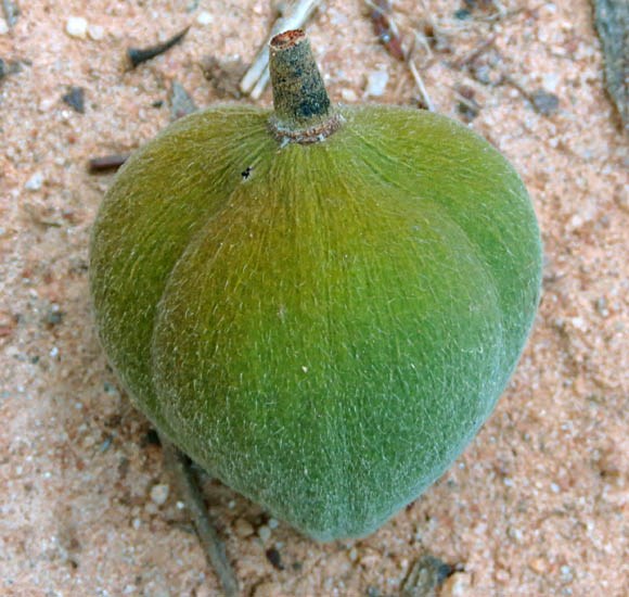 Single fruit Reutealis trisperma (Philippine tung); close view of single fruit. Cubbon Park, Bangalore, India. May, 2014